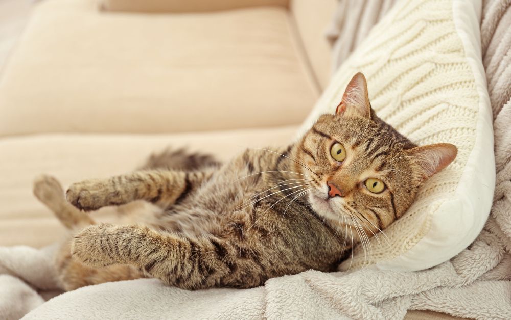 Das perfekte Sofa mit Katze<span> – worauf du achten solltest</span>