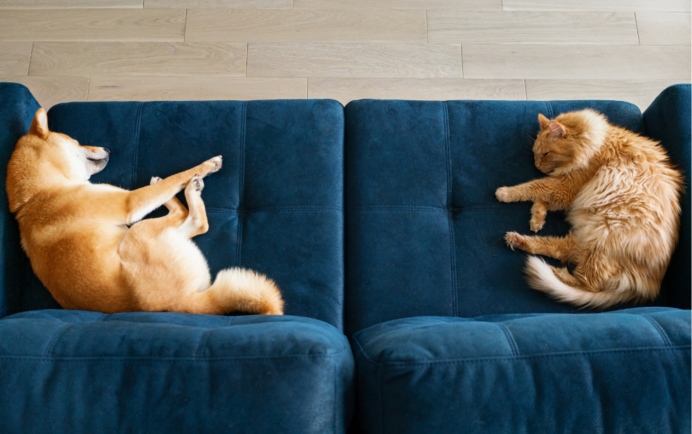 Der perfekte Sofa-Stoff für Hunde- & Katzenbesitzer<span>: Haustierfreundlich, kratzfest und leicht zu reinigen</span>